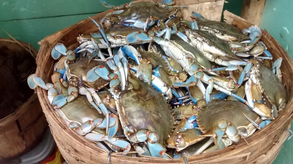 Chesapeake Blue Crab